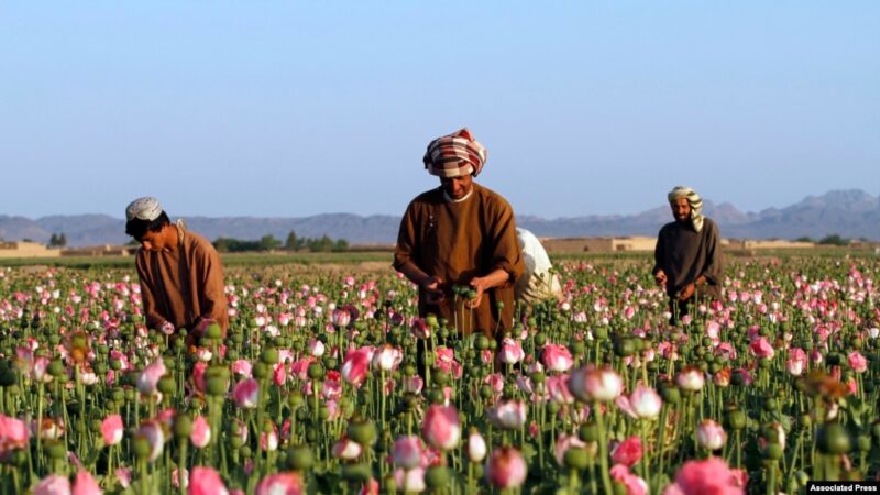 Afghanistan Taliban bans Opium